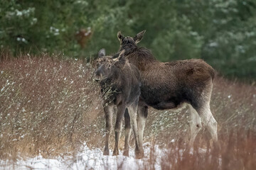 Young moose and his mother in the winter forest in the morning