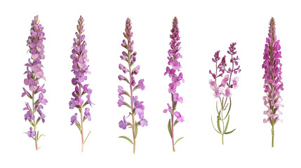 Lousewort digital art collection showcasing vibrant botanical illustrations. Isolated 3D images of wildflowers in a flat lay style, top view. Transparent background PNGs perfect for nature designs. Id