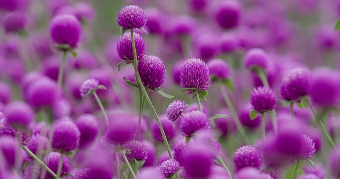 Gomphrena  センニチコウ　千日紅
