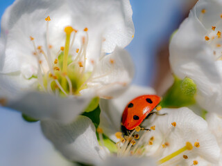 Ladybug in plum-tree flowers in blossom