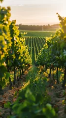 Fotobehang vineyard with rows of lush grapevines stretching towards the horizon, bathed in golden sunlight under a clear summer sky © Filip
