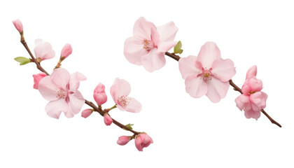 pink cherry blossom isolated on transparent background cutout