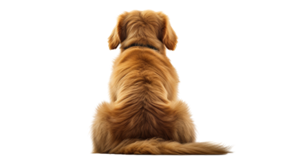 sitting dog back view isolated on transparent background cutout