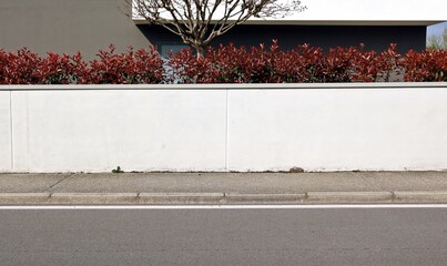 White plaster fence of modern house with red hedge on top. Gray wall on behind. Concrete sidewalk and street in front. Background for copy space