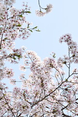 cherry blossom