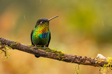Fototapeta premium Beautiful, colourful, vibrant hummingbird, fiery-throated hummingbird (Panterpe insignis) perched on an attractive branch.