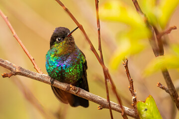 Beautiful, colourful, vibrant hummingbird, fiery-throated hummingbird (Panterpe insignis) perched on an attractive branch.