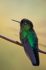 Fototapeta premium Beautiful, colourful, vibrant hummingbird, fiery-throated hummingbird (Panterpe insignis) perched on an attractive branch.