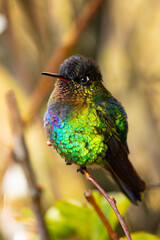 Beautiful, colourful, vibrant hummingbird, fiery-throated hummingbird (Panterpe insignis) perched on an attractive branch.