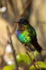 Beautiful, colourful, vibrant hummingbird, fiery-throated hummingbird (Panterpe insignis) perched on an attractive branch.