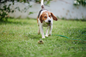 Fast running beagle dog