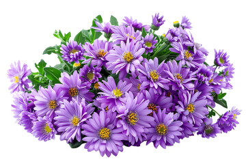 Purple Aster Bouquet on transparent background.