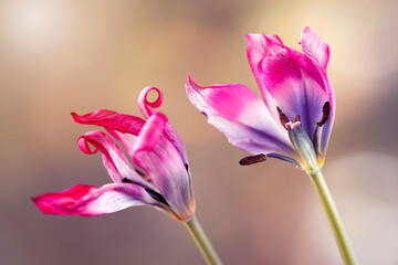 Tulipany botaniczne. Tapeta, dekoracja. - obrazy, fototapety, plakaty