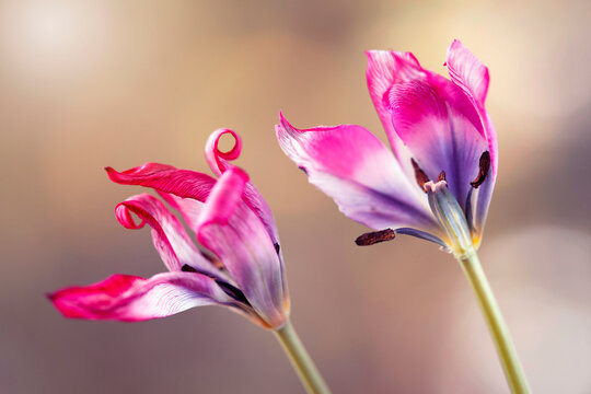 Tulipany botaniczne. Tapeta, dekoracja.