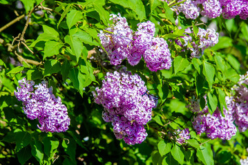 Pink lilac blooms in the Botanical garden
