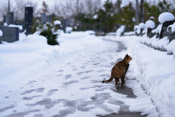 福井県の御誕生寺のネコ