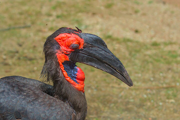 Close-up of a red-billed Kaffir Horned Raven in profile. Horned raven on a blurred background.