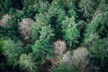 green mixed forest seen from above