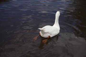 White goose swimming in lagoon. Free-range poultry. Farm animal. Poultry industry.