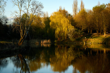 Fototapeta na wymiar Spring park at sunset: reflections of trees, willows, blossom, and young green shoots in the water. Enchanting evening nature, relaxation, tranquility, landscape design, scenery, spring, lake, sunset
