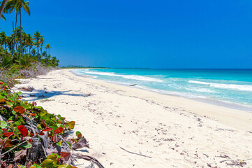 Paradise beach of the Caribbean Sea