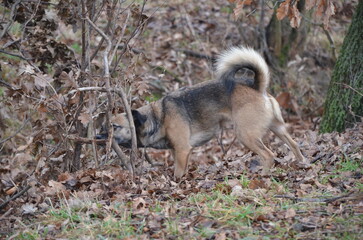 schnüffelnder Hund