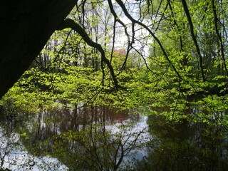 Springtime at the river, trees budding