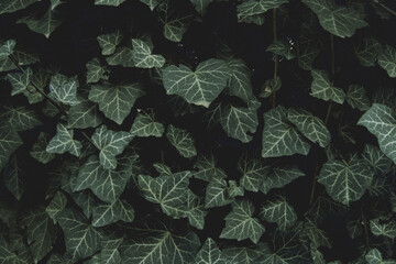 Ivy bush plant leaves on wall as natural botanical floral dark pattern backdrop wallpaper background