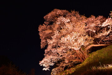 奈良県の仏隆寺にある千年桜