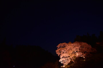 奈良県の仏隆寺にある千年桜