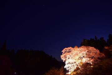 奈良県の仏隆寺にある千年桜