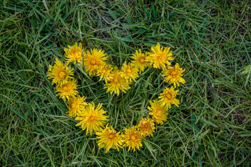A dandelion heart on the grass