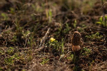 A morel on a field at sunset