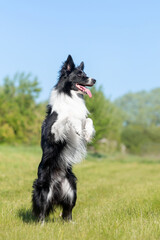 Cute black and white border collie dog doing a standing on hind legs command