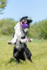 Cute black and white border collie dog doing a standing on hind legs command