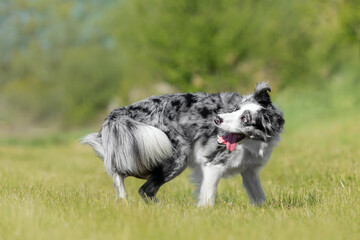 border collie dog funny photo trick