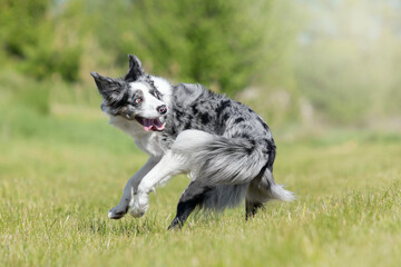 border collie dog funny photo trick