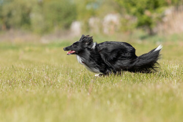 Shetland sheepdog running fast in green grass. Active dog.
