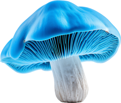 blue mushroom isolated on white or transparent background,transparency 