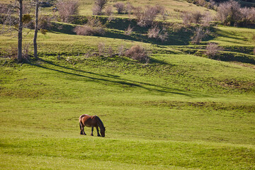 Horse grazing in a green valley. Castilla y Leon landscape