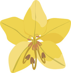 Beautiful single yellow orchid flower graphic design decoration, PNG file no background  