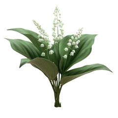 Plant with white flowers on a Transparent Background