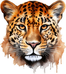 leopard head part,wild animal on white or transparent background,transparency