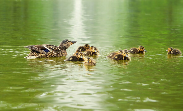 Mallard Duck with her little ducklings swims in water, natural background. young bird family, ducklings with mom duck. protection, care of animals, birds and environment, ecology. save wildlife