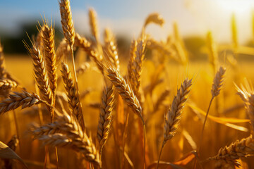 Fototapeta premium Golden Hour in Wheat Field: Vibrant Sunset and Ripe Crops
