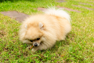 Pomeranian Dog Chewing a Bone on Green Grass Background. - 782161964