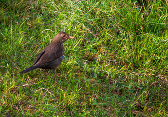 The black thrush (lat. Turdus merula) is a bird living throughout Europe, except for the northernmost regions, in northwestern Africa and in southern Asia.