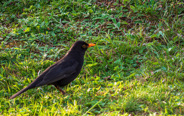 Fototapeta premium The black thrush (lat. Turdus merula) is a bird living throughout Europe, except for the northernmost regions, in northwestern Africa and in southern Asia.