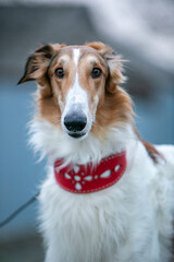 Borzoi dog in a red collar