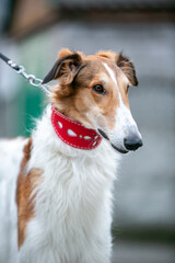 Fototapeta premium Borzoi dog in a red collar